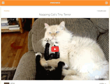 Tablet Screenshot of funnycatvideos.net